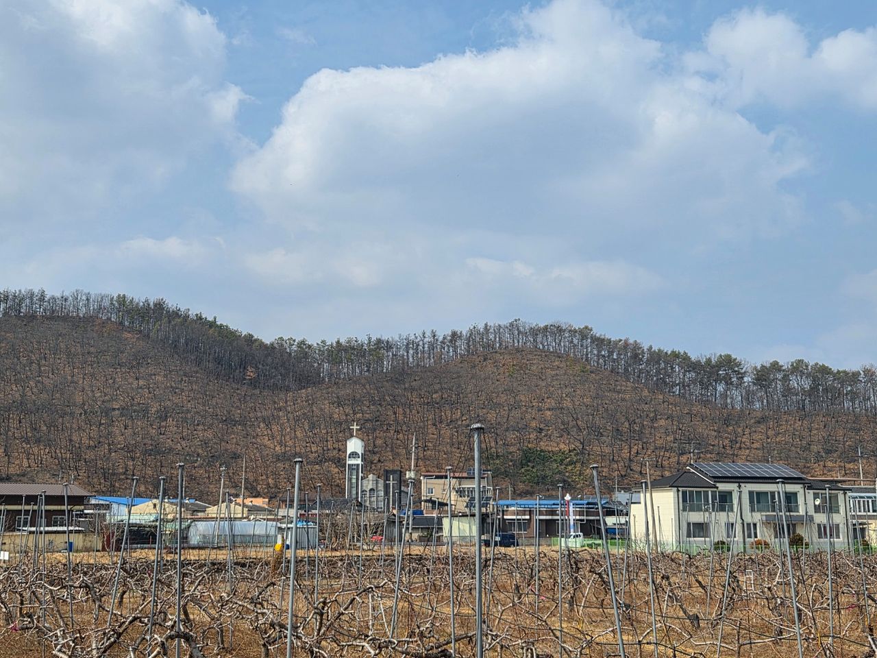 지난 16일 경북 안동시 일직면 한 마을 뒤로 보이는 산에 산불 피해 고사목들이 가득하다. 김정석 기자