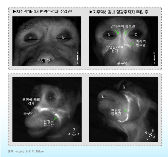 원숭이의 뇌척수액이 얼굴 아래로 배출되는 장면.