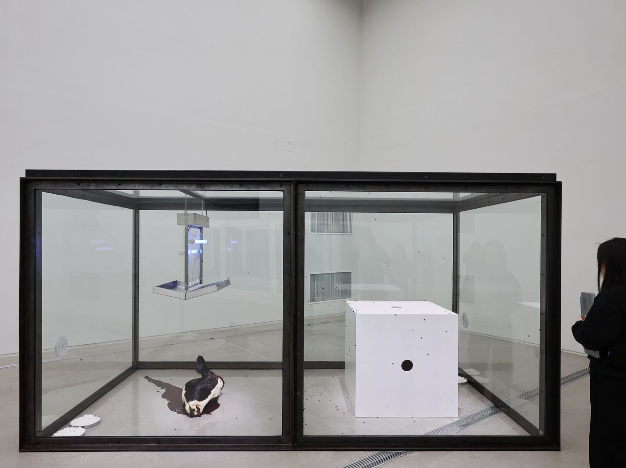 국립현대미술관 서울에 전시된 데이미언 허스트의 '천 년'(1990). 파리떼가 소머리에 꼬이다가 위의 살충기에 닿아 허무하게 죽는 문제작이다. 연합뉴스