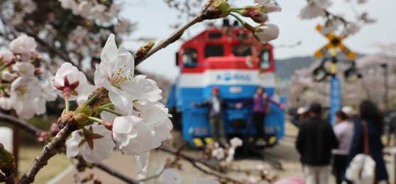 오는 27일 진해 군항제가 개막한다. 사진은 지난해 3월, 벚꽃 만개한 진해구 경화역 풍경. 송봉근 기자 