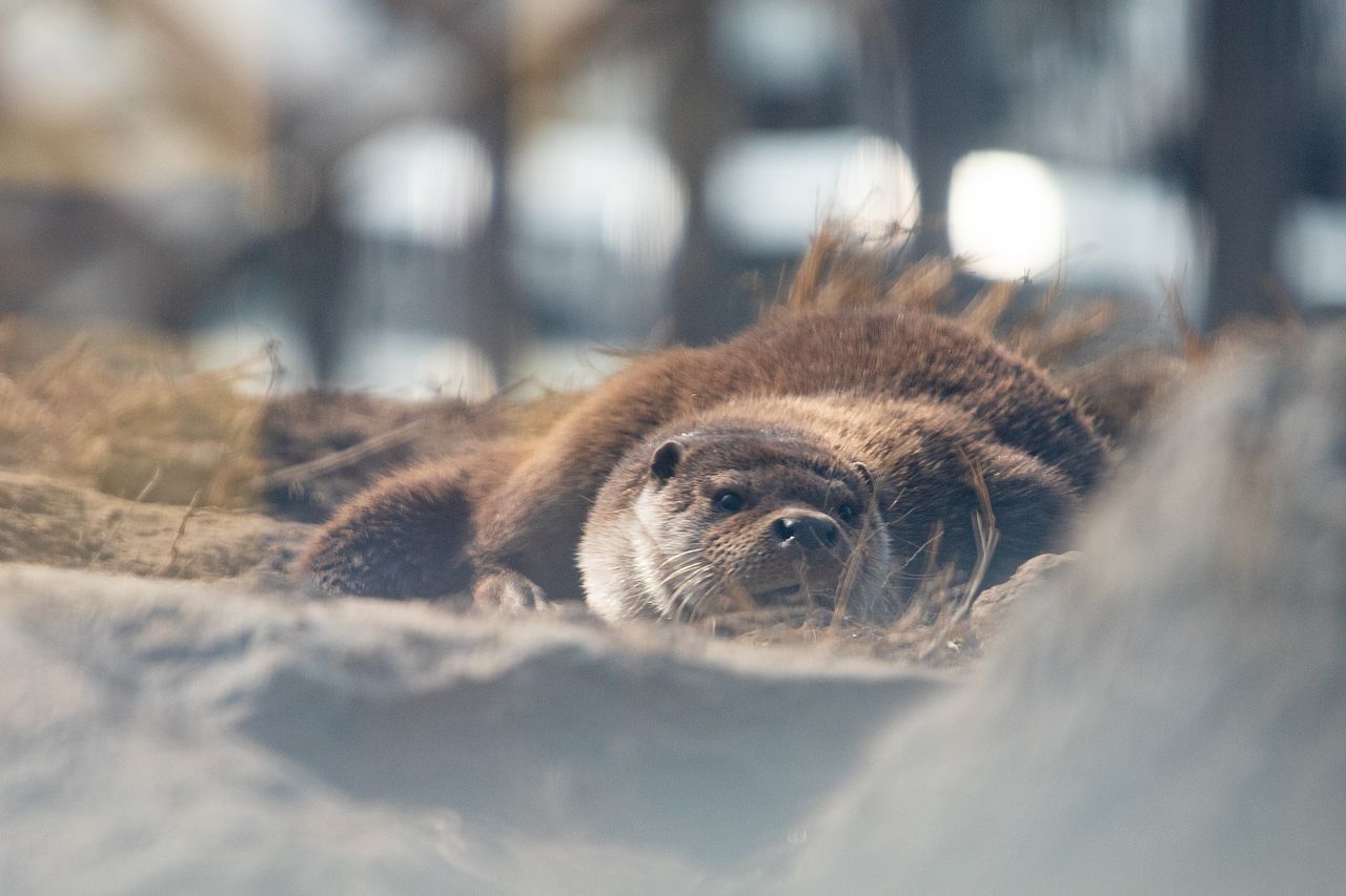 구례 섬진강수달생태공원에는 수달 다섯마리가 산다.