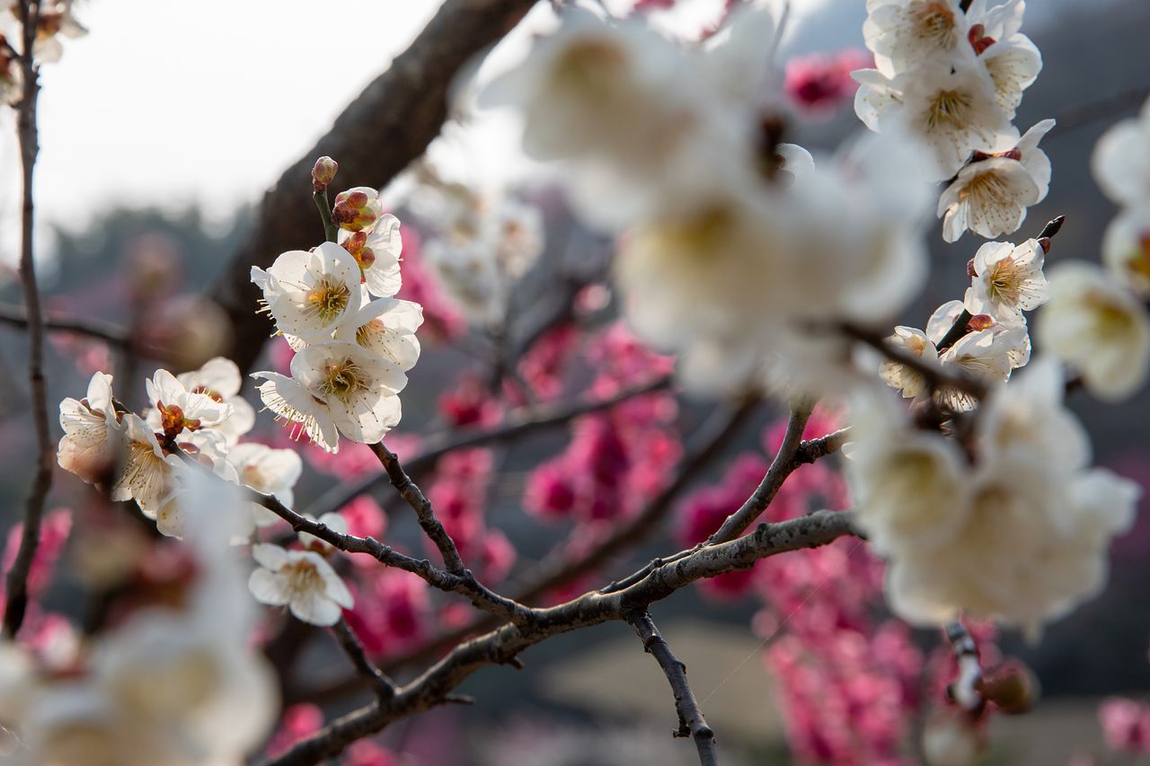 광양 매화축제를 가면 온갖 색의 매화가 어우러진 절경을 볼 수 있다.