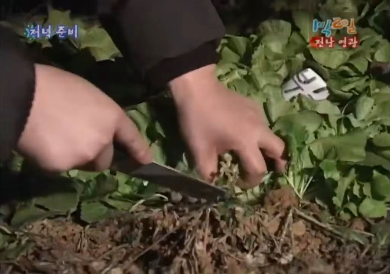 2008년 2월3일 방송된 '1박2일'에서 강호동이 채소를 수확하고 있는 장면. 봄동과는 확연히 다르다. 사진 KBS 유튜브 캡처