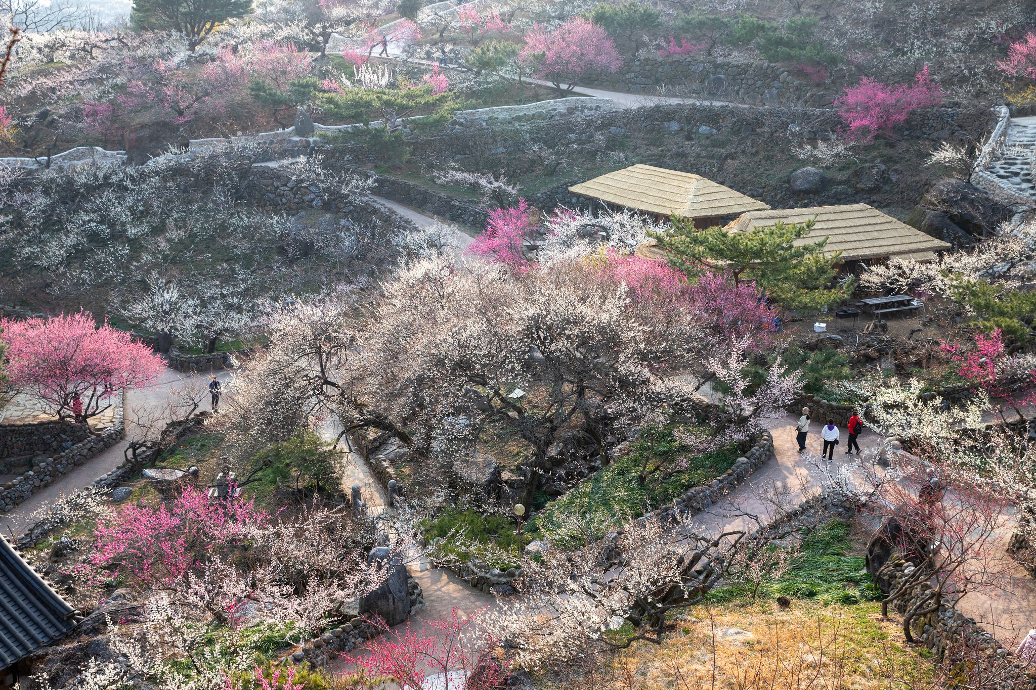 광양 매화축제의 주 무대인 청매실농원. 온갖 색의 매화를 보며 돌담길을 걸을 수 있다. 사진은 지난 12일 촬영했다.