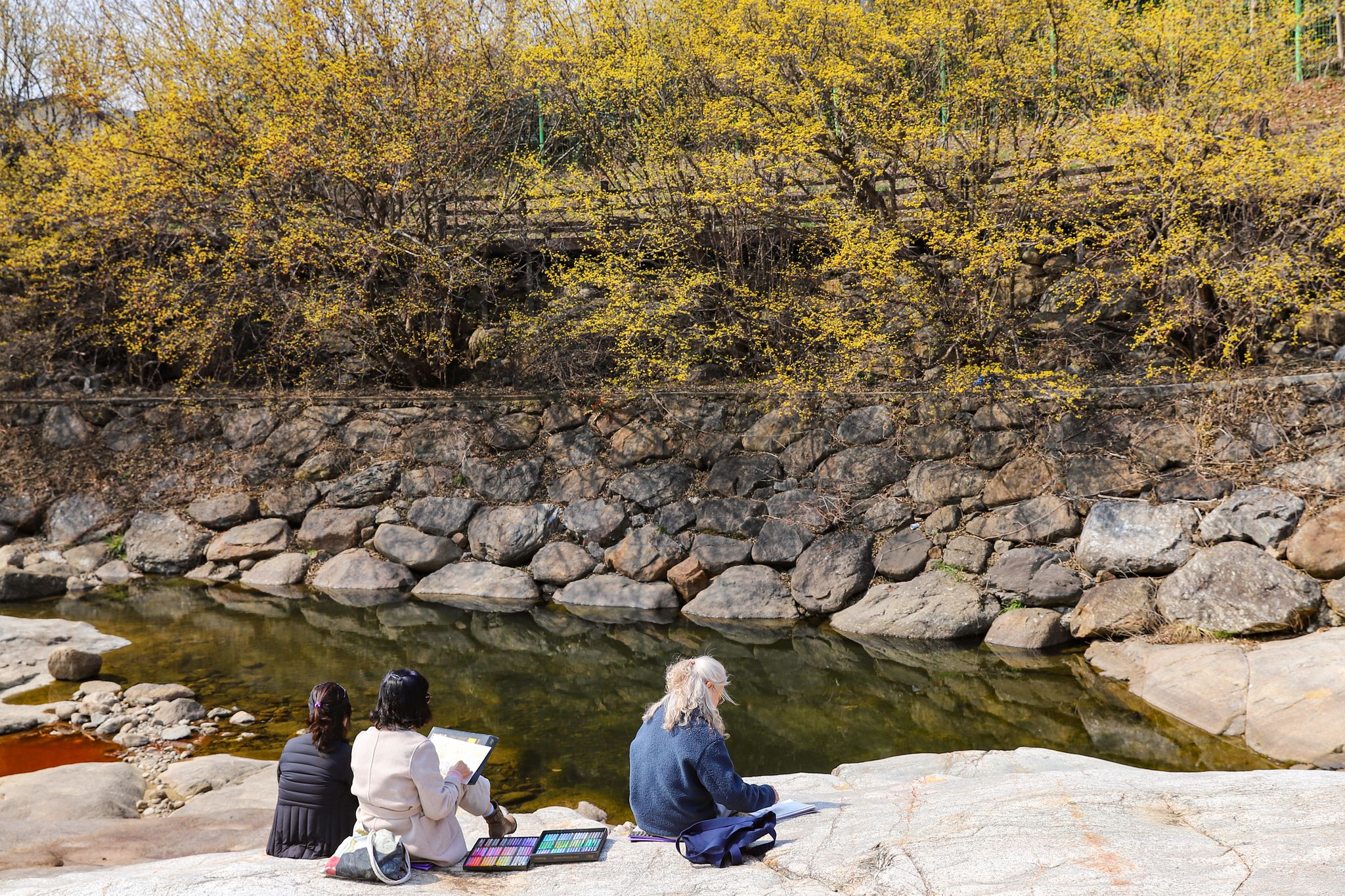 구례 반곡마을 서시천에서 산수유꽃을 감상하며 그림을 그리는 사람들.