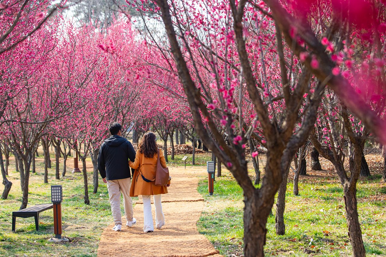 섬진강수달생태공원은 꽃 구경하며 산책하기 좋다. 홍매화가 만개했던 지난 12일 공원의 모습.
