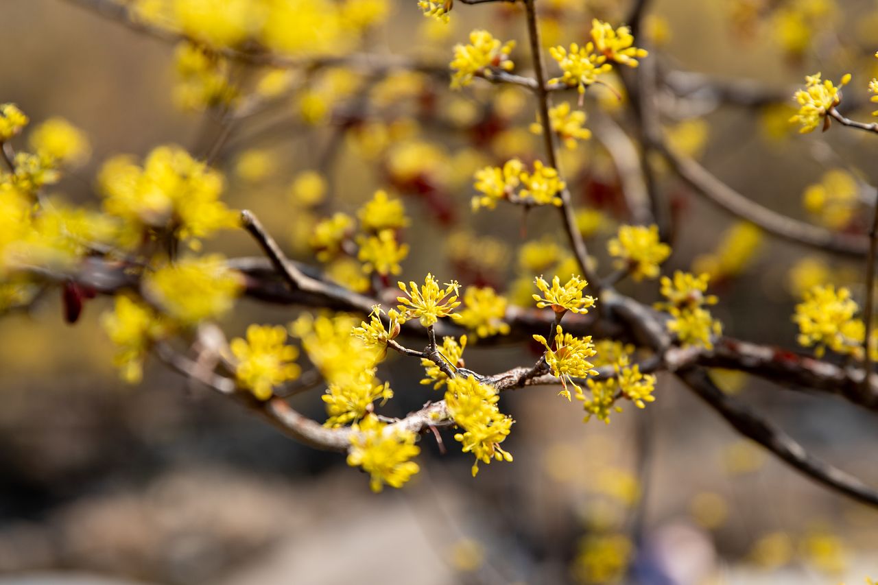 산수유꽃은 매화보다 조금 늦게 피지만 조금 더 오래 볼 수 있다. 구례 반곡마을에서 촬영한 산수유꽃.