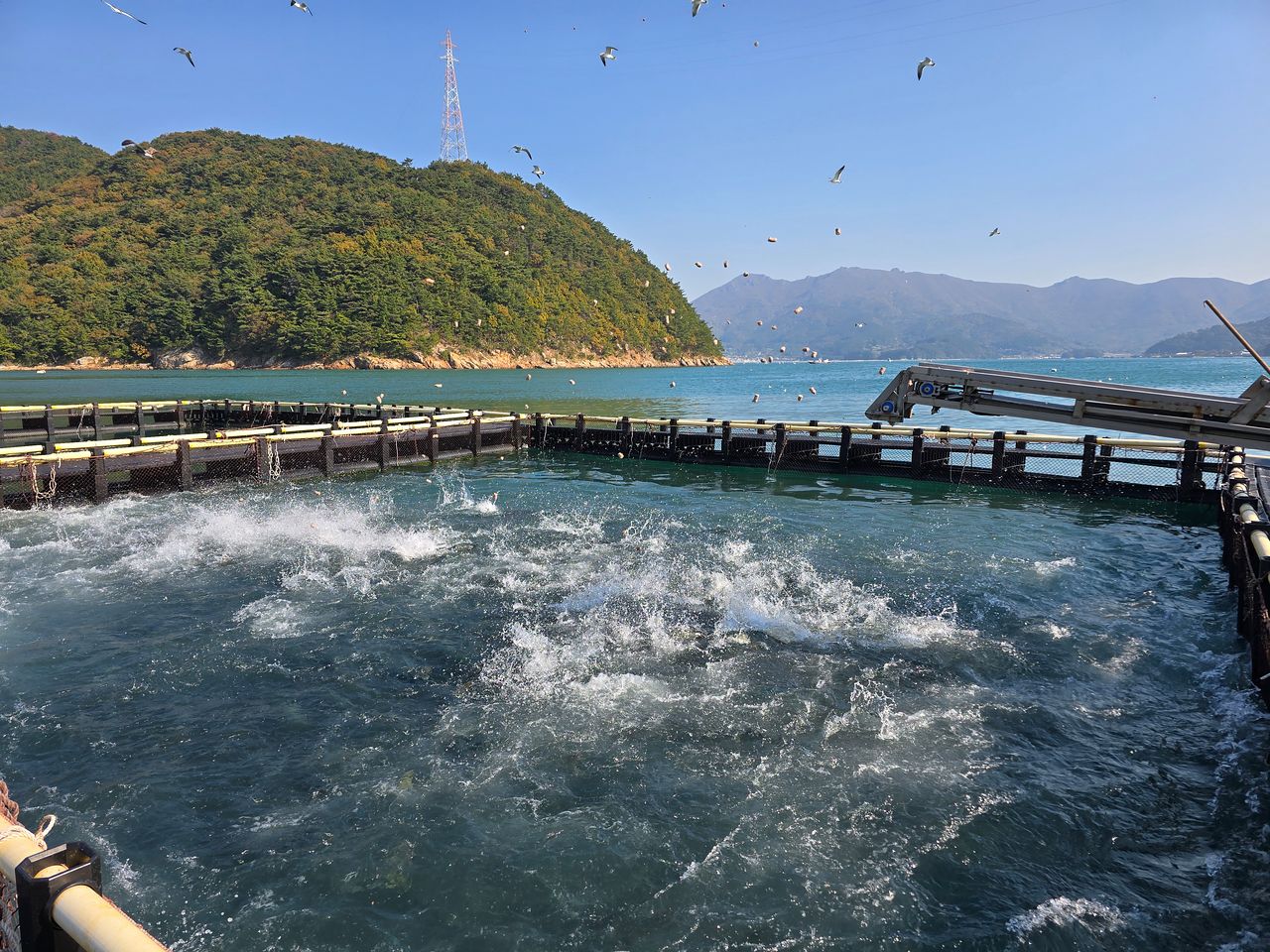 경남 거제의 한 방어 축양장(가두리)에서 방어들이 먹이를 먹는 모습. 사진 이마트