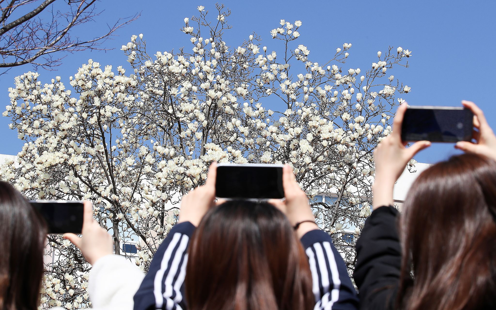 20일 대구 북구 영진전문대 복현캠퍼스에서 학생들이 활짝 핀 목련을 휴대전화 카메라로 촬영하고 있다. 뉴스1