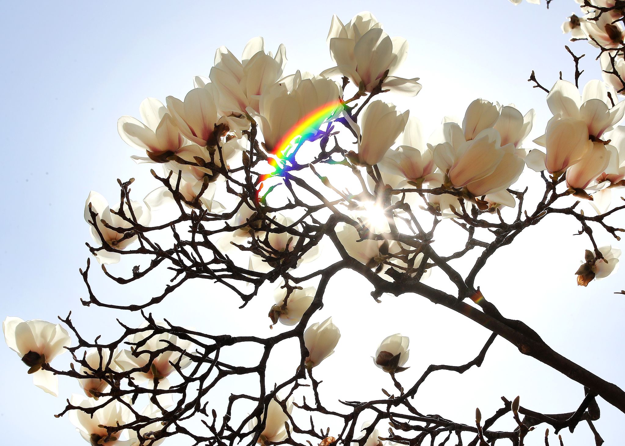 20일 대구 북구 영진전문대 복현캠퍼스에 목련이 자태를 뽐내고 있다. 뉴스1