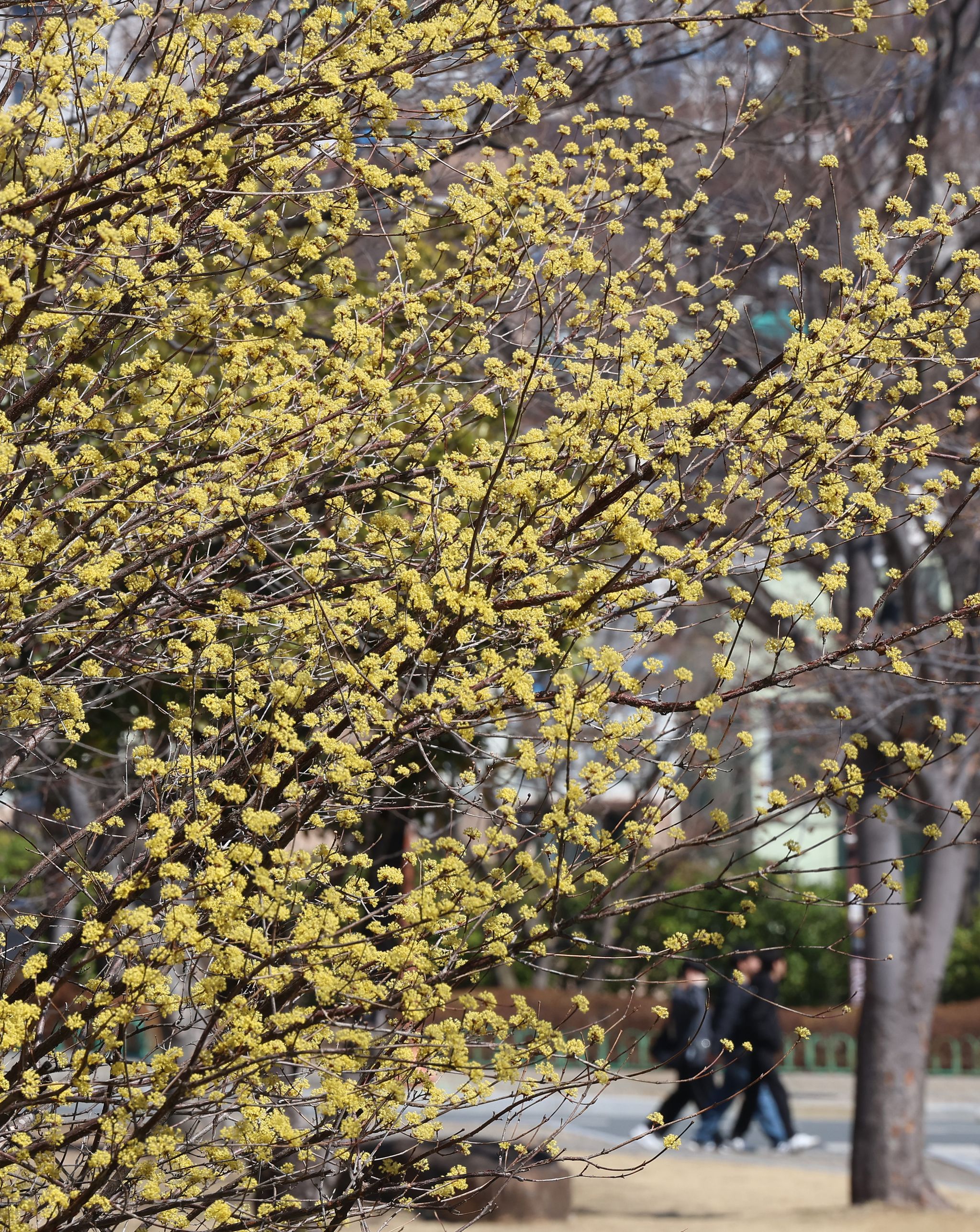 20일 경남 창원시 마산합포구 경남대학교 월영캠퍼스에 산수유가 만개해 있다. 연합뉴스