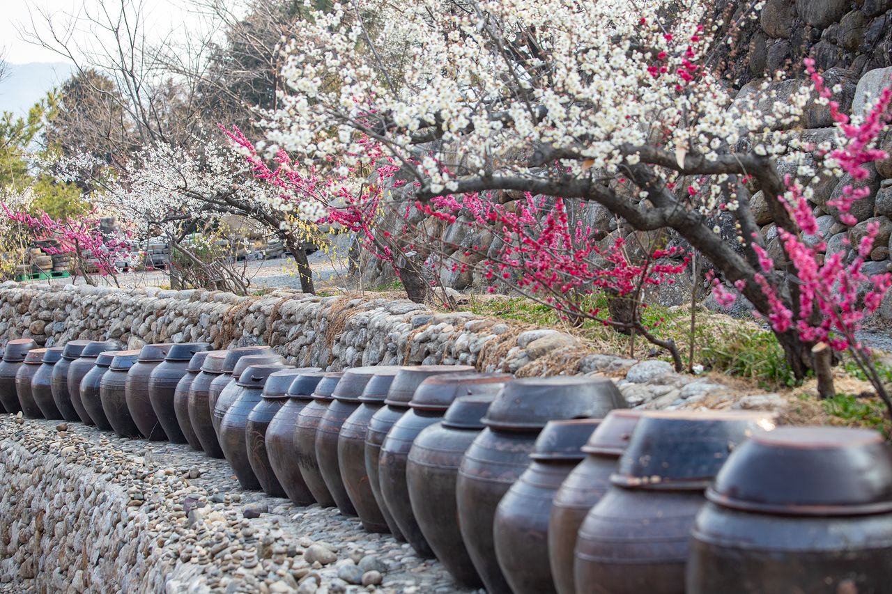 광양은 국내 최다 매실 생산지다. 돌담과 항아리, 매화가 어우러진 모습.