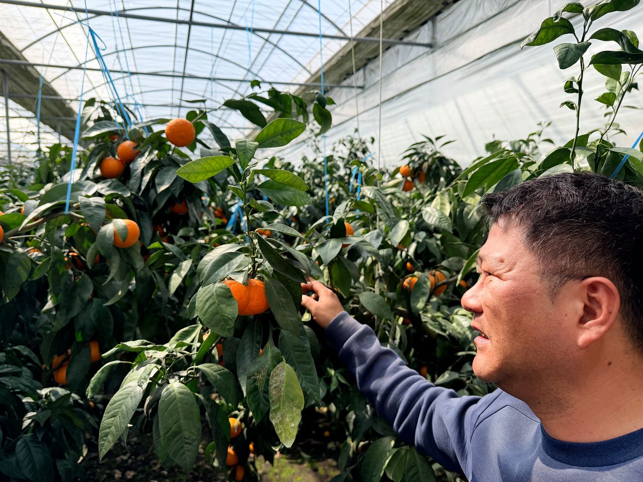 17일 오전 서귀포시 안덕면의 한 감귤 농가에서 농장주 김영환씨가 익어가는 카라향을 걱정어린 눈으로 바라보고 있다. 최충일 기자