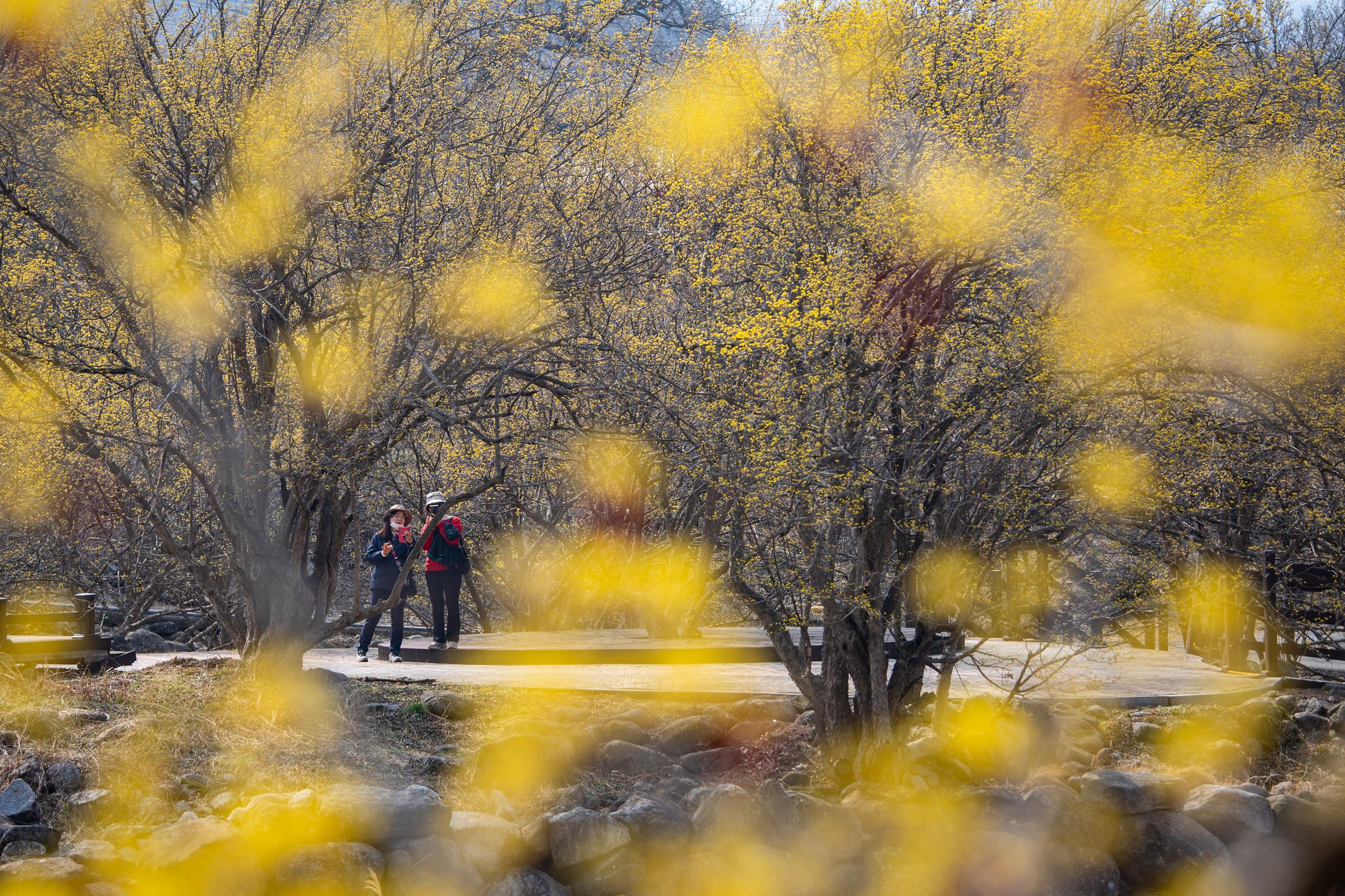 구례 산수유꽃축제가 진행 중인 지리산 자락 반곡마을. 산수유꽃축제도 22일까지 진행된다.