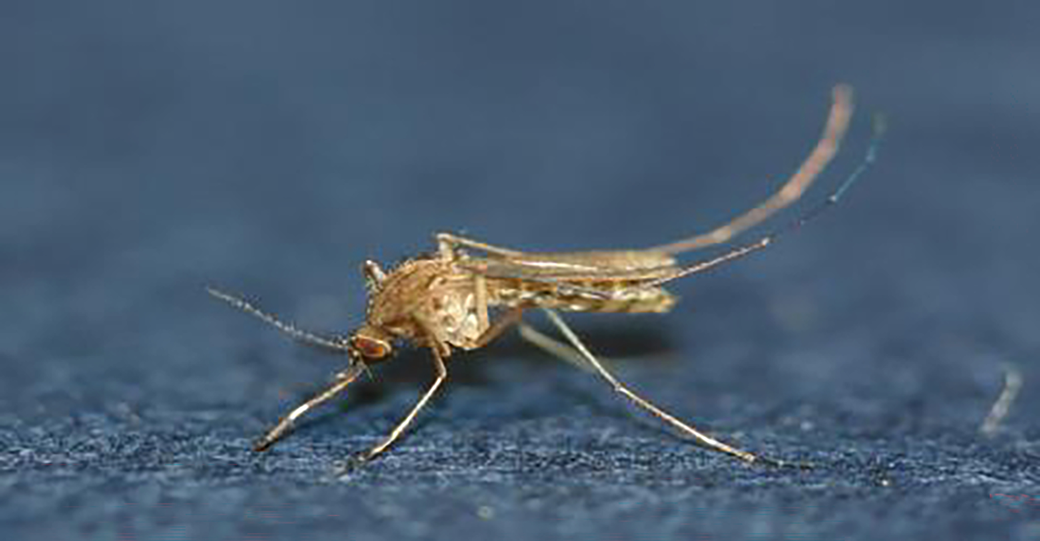 일본뇌염 매개모기인 ‘작은빨간집모기’는 아시아 전역에 분포하고 있으며, 전체적으로 암갈색을 띄고 뚜렷한 무늬가 없EK. 주둥이의 중앙에 넓은 백색 띠가 있EK. 사진 질병관리청