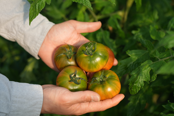 부산 대저토마토. 사진 중앙일보