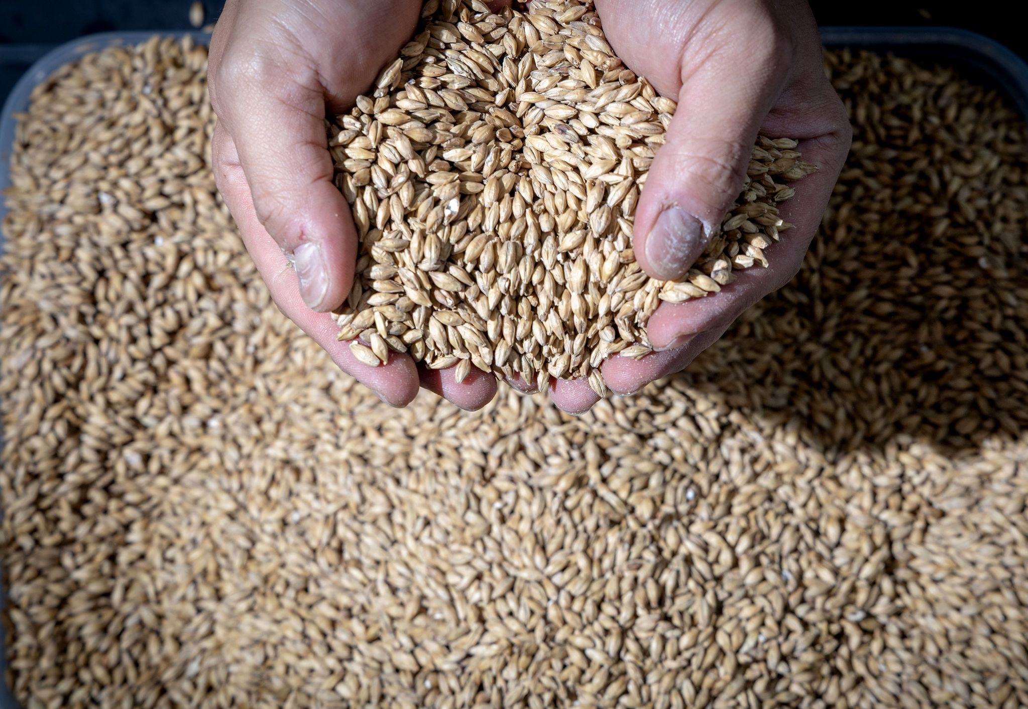 위스키에 사용되는 몰트. 씹을수록 단맛이 올라오는 것이 특징이다. 장진영 기자