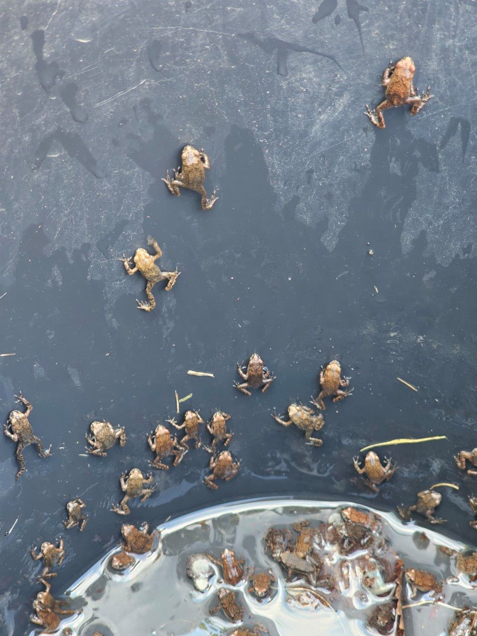 황방산 두꺼비 보호 활동 모습. 사진은 지난해 봄 촬영된 것이다. 사진 울산 중구 