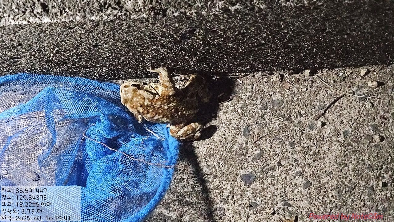 황방산 두꺼비 보호 활동 모습. 사진은 지난해 봄 촬영된 것이다. 사진 울산 중구 