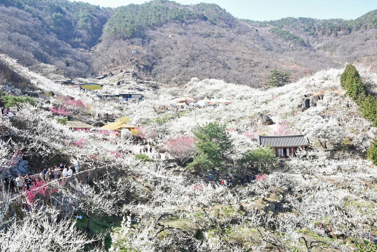 전남 광양시 섬진강변 33만㎡(약 10만평)를 무대로 펼쳐지는 매화축제장 전경. 뉴스1
