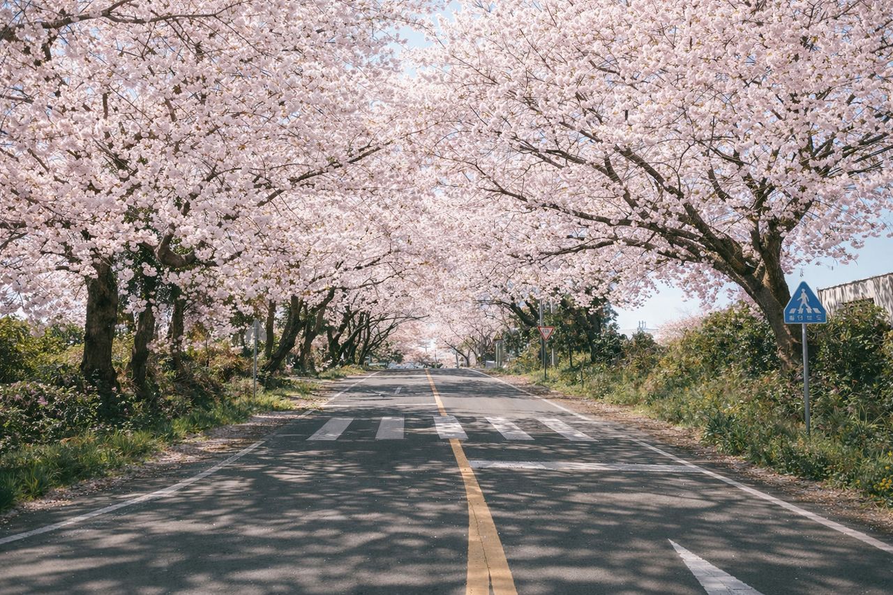 제주시 애월읍 장전리 벚꽃길. 사진 제주관광공사