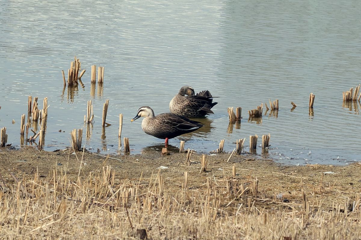 서울식물원 습지원에서 포착된 흰뺨검둥오리. 기러기목 오리과에 속하는 조류로 흔한 겨울철새인데 일부는 텃새가 됐다. 
