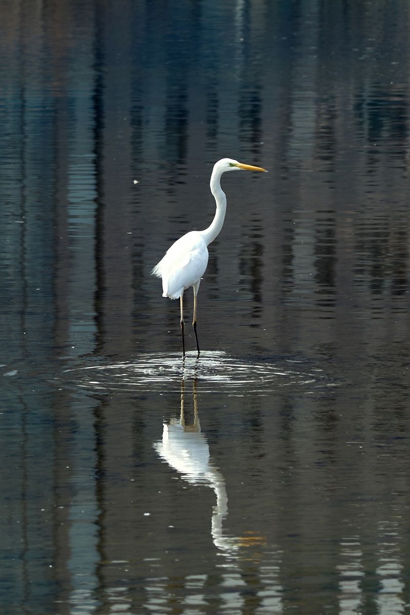 3월 서울식물원 호수원에서는 텃새는 물론, 겨울철 우리나라를 찾는 겨울철새인 대백로도 만날 수 있다.
