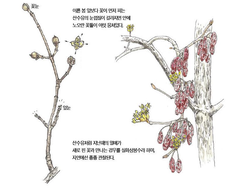 우리 주변 식물들의 비밀 이야기 72 산수유
