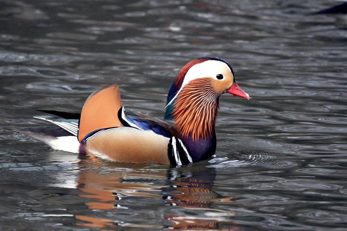 국립생물자원관