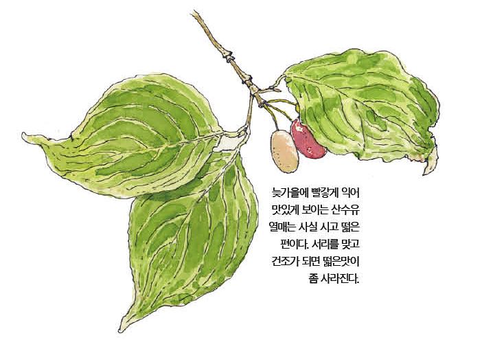 우리 주변 식물들의 비밀 이야기 72 산수유