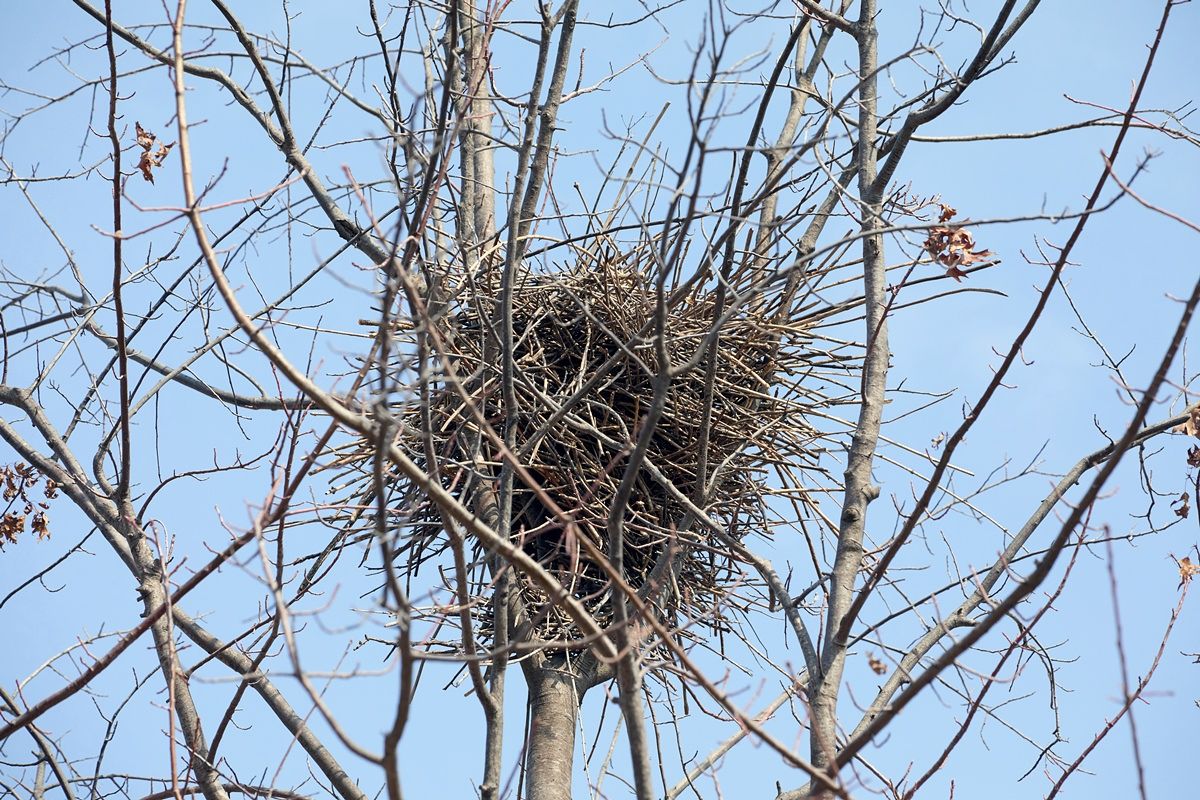 도시·농촌 등에 사는 우리나라 대표적 텃새인 까치는 나무·전신주 등에 둥지를 틀기 때문에 쉽게 알아볼 수 있다.
