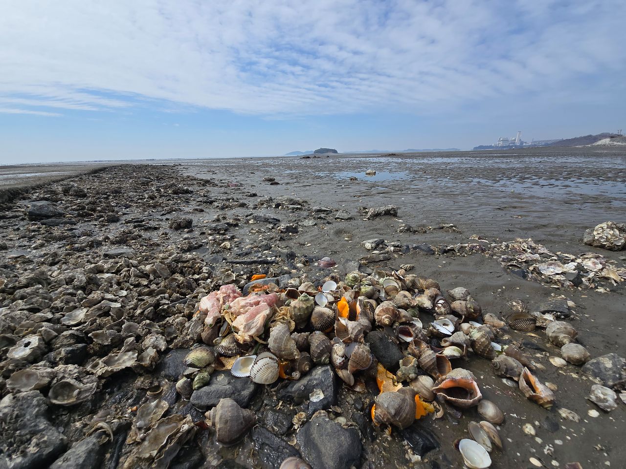 지난 22일 충남 보령 주교어촌계 바지락 양식장. 가운데 섬 옆 지평선까지 수십년 간 전국에 자연산 바지락 종패를 공급했으나 2년 전부터 어획량이 급감했다. 손성배 기자