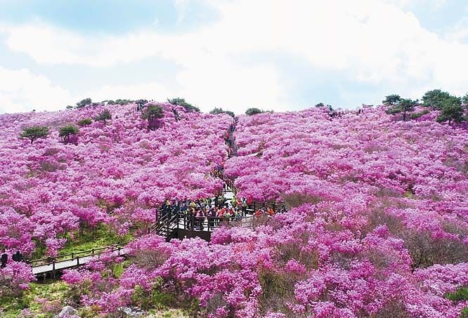 봄이 되면 찾기 좋은 지역명소인 대구수목원(왼쪽 사진)과 비슬산 전경. [사진 대구시]
