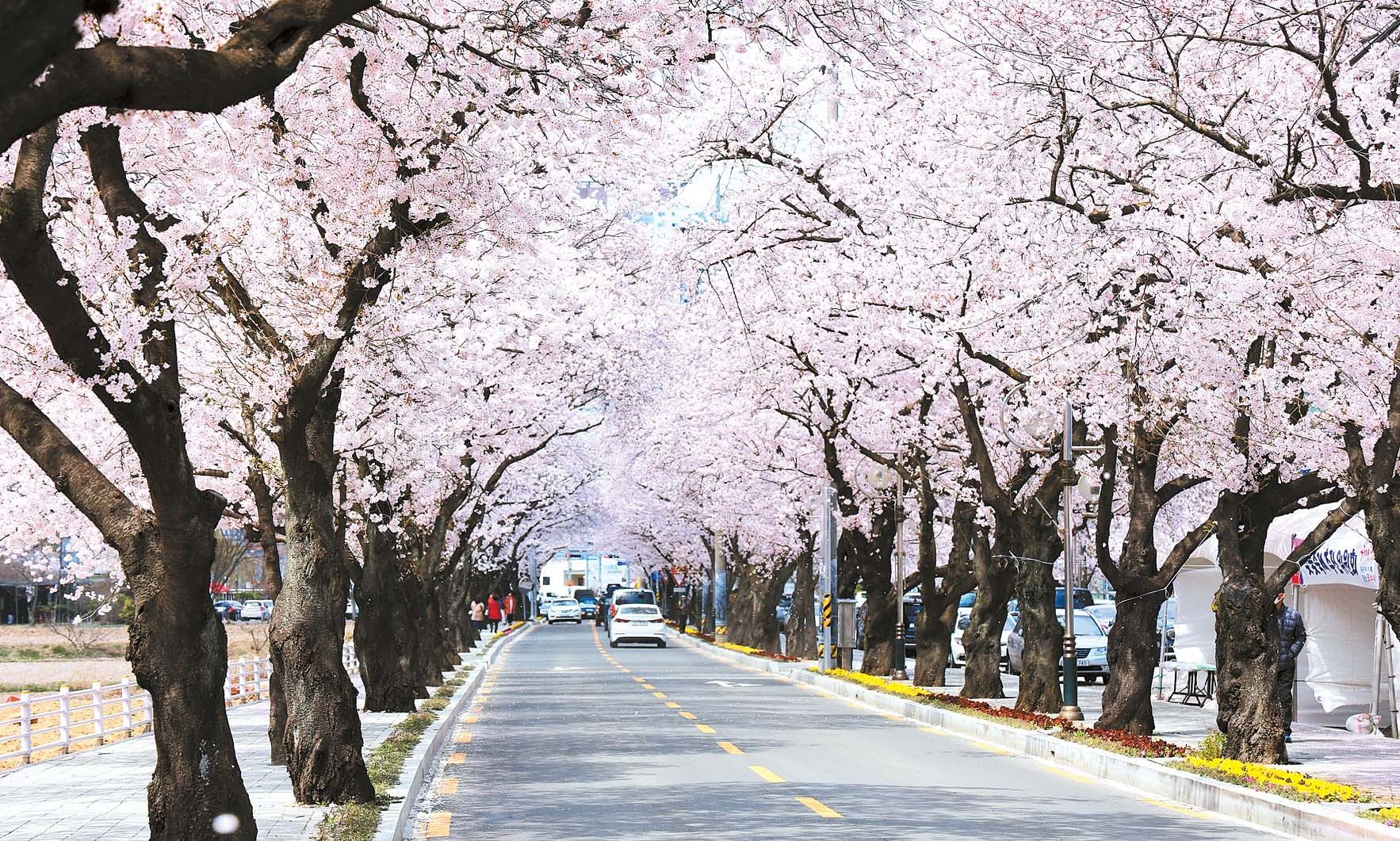 대구 달성군 옥포읍 기세리에서 천년고찰 용연사로 이어지는 ‘옥포로’ 일대는 매년 4월이면 거대한 꽃 터널을 형성한다. 최근 보행로를 정비해 안전하게 거닐기 좋다. [사진 대구시] 