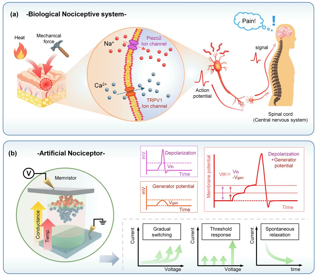 ▲(위)생물학적 통각 신호 생성 및 전달 메커니즘. (아래)생물학적 통각 수용체의 막 전위 역학과 일치하는 전도도 변조 특성을 나타내는 인공 통각 수용체