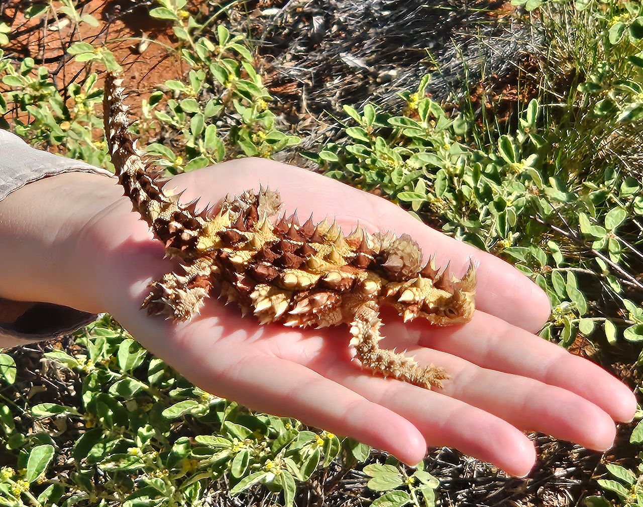 울루루 인근 아웃백에서 발견한 도마뱀 '뿔도깨비'. 못되게 생겼지만 순하고 착하다. 물은 한 방울도 안 마시고 개미만 먹고 산다고 한다. 울루루의 마스코트지만 직접 목격하는 건 운이 좋아야 한단다. 손민호 기자 