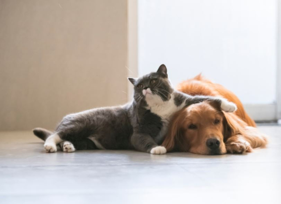 동물과 함께 산다는 것은 장난감을 얻는 것이 아니라 책임지는 것이다. [사진 셔터스톡]