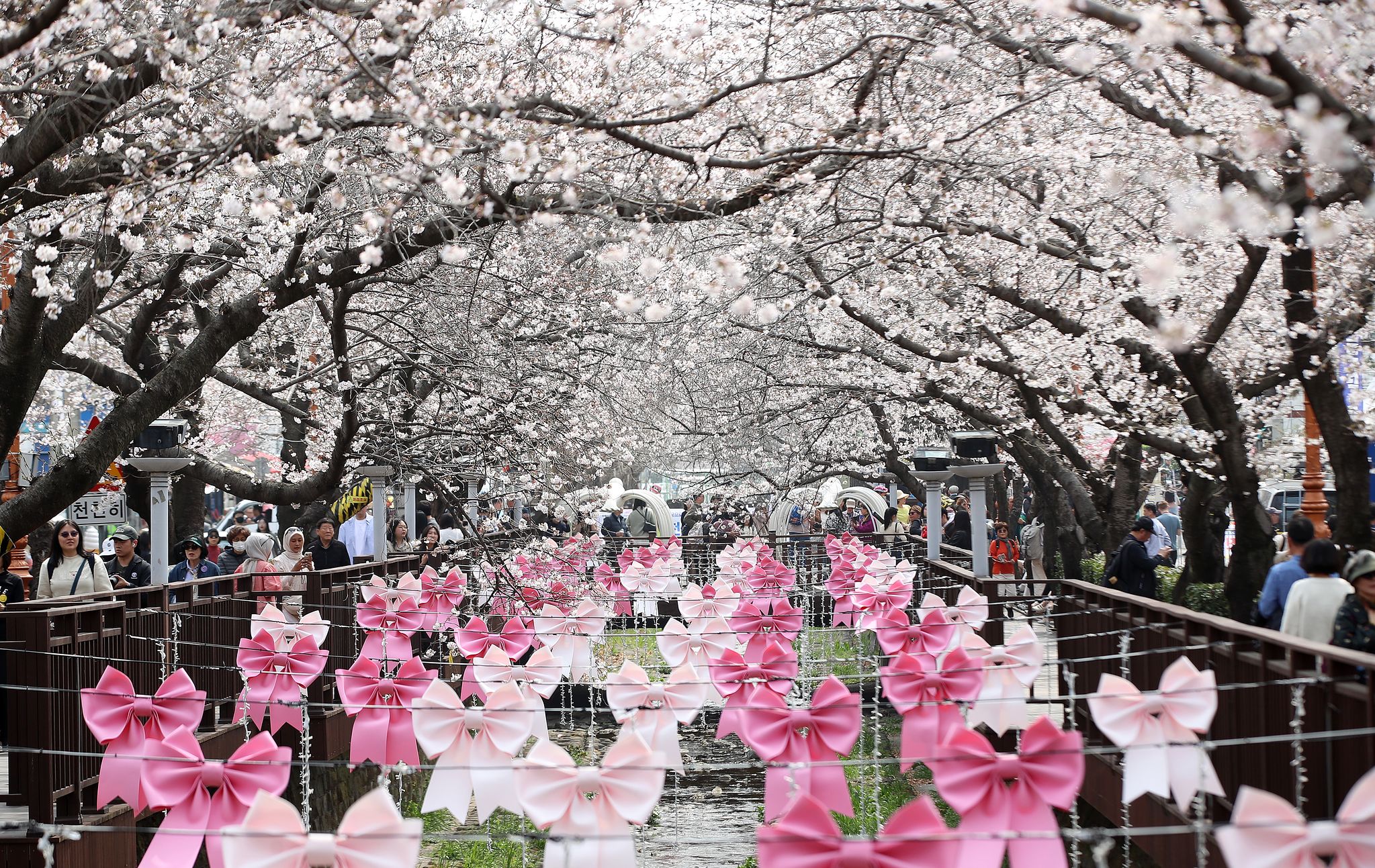 전국 최대 벚꽃 축제인 '제64회 진해군항제'가 개막한 27일 경남 창원 진해구 여좌천을 찾은 관광객들이 벚꽃을 감상하고 있다.  제64회 진해군항제는 이날부터 4월 5일까지 10일간 진해구 전역에서 진행된다. 뉴스1