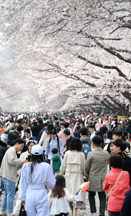 진해군항제 시기 창원시 진해구 경화역 공원에 전국에서 몰려든 상춘객들이 활짝 핀 벚꽃을 배경으로 기념 사진을 찍으며 봄놀이를 즐기고 있다. 송봉근 객원기자