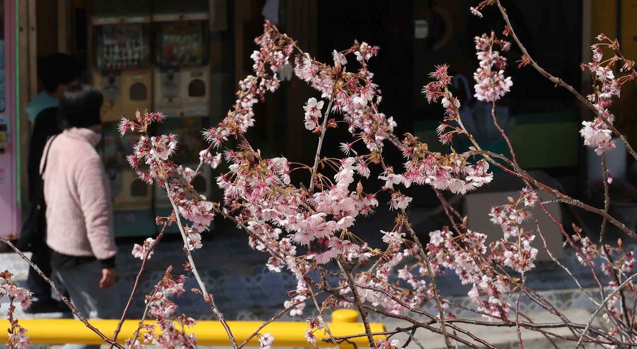 지난 15일 부산 수영구 배화학교 정문에 벚꽃이 개화해 성큼 다가선 봄 기운을 느끼게 한다. 송봉근 객원기자 