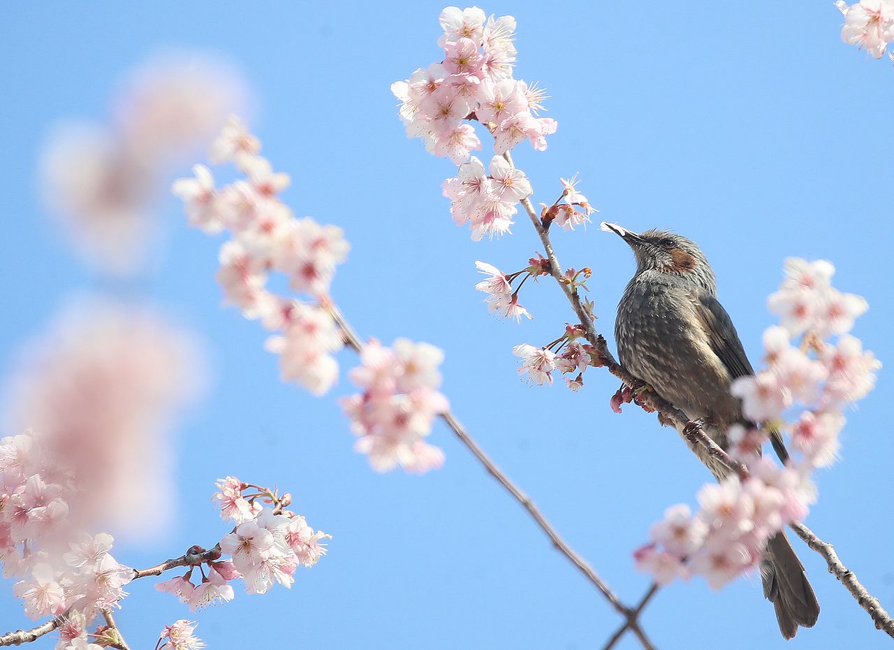 지난 10일 부산 수영구 배화학교에서 직박구리가 활짝 핀 벚꽃 꿀을 따 먹으며 봄소식을 전하고 있다. 뉴스1