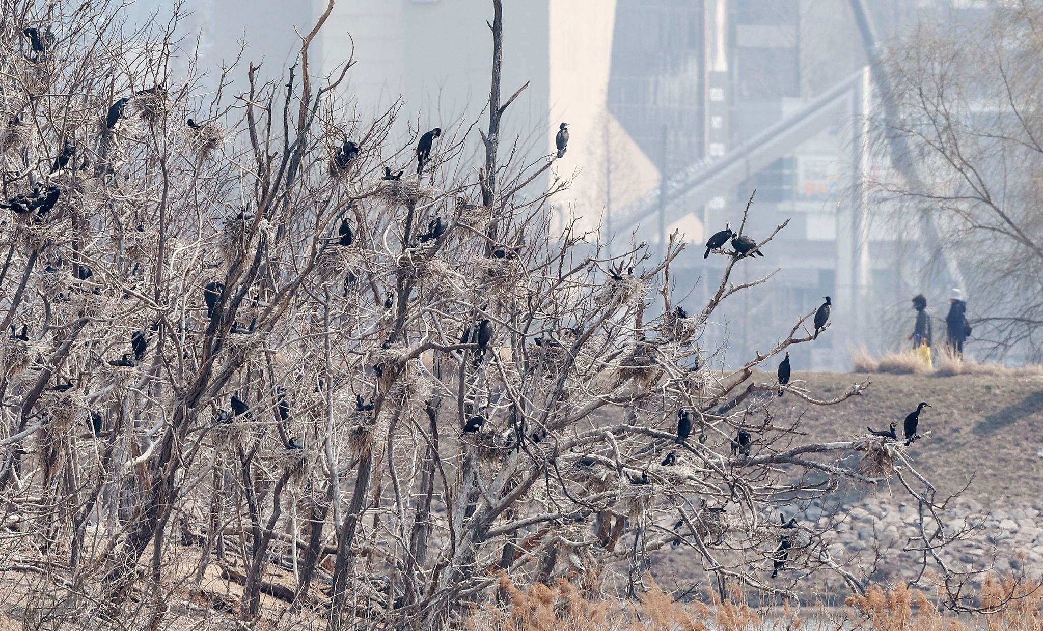 서호공원(축만제)을 산책하는 시민과 인공섬의 민물가마우지들. 