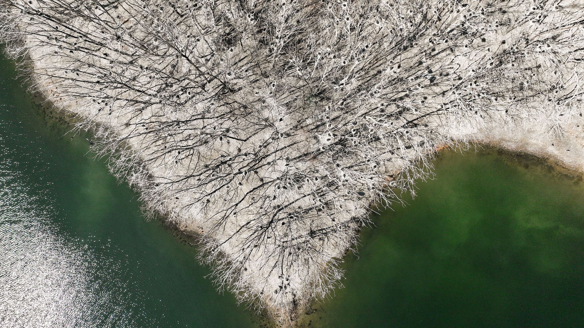 충북 보은군 회남대교 인근 민물가마우지 서식지. 검은 점처럼 보이는 것이 민물가마우지 둥지다. 