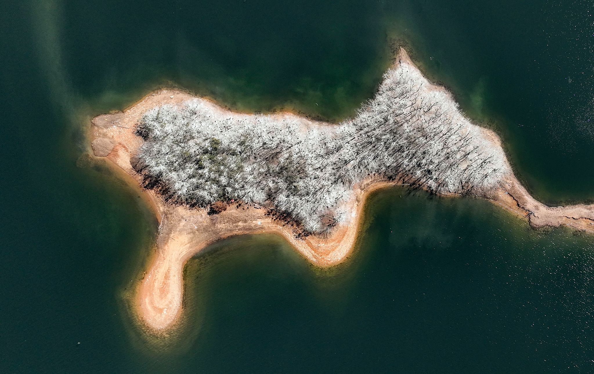 충북 보은군 회남면 대청호의 무인도. 민물가마우지가 터전을 잡으면서 나무들이 하얗게 변했다. 