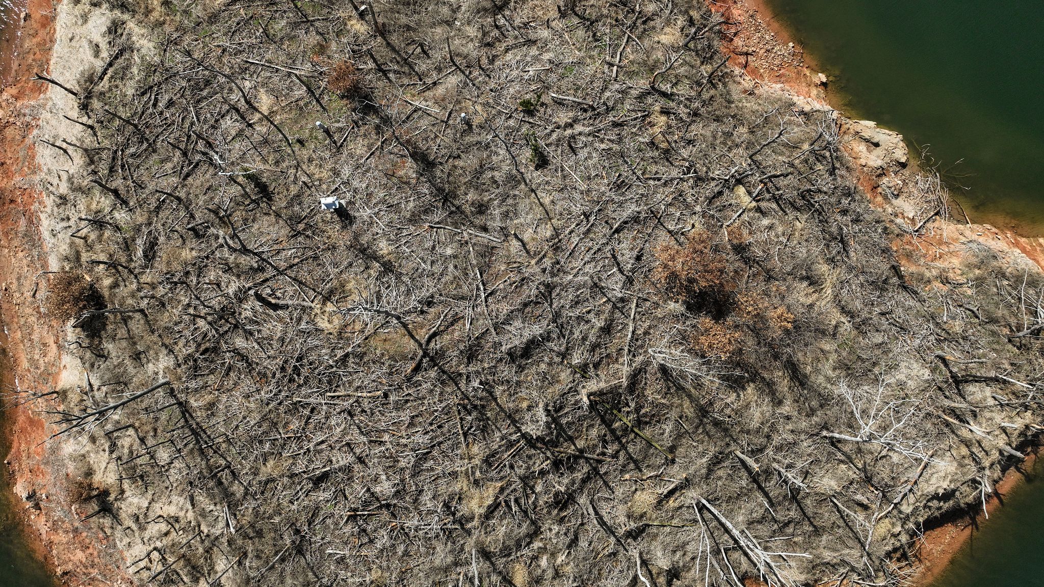 말라 죽은 나무가 쓰러져 폐허가 된 고래섬.