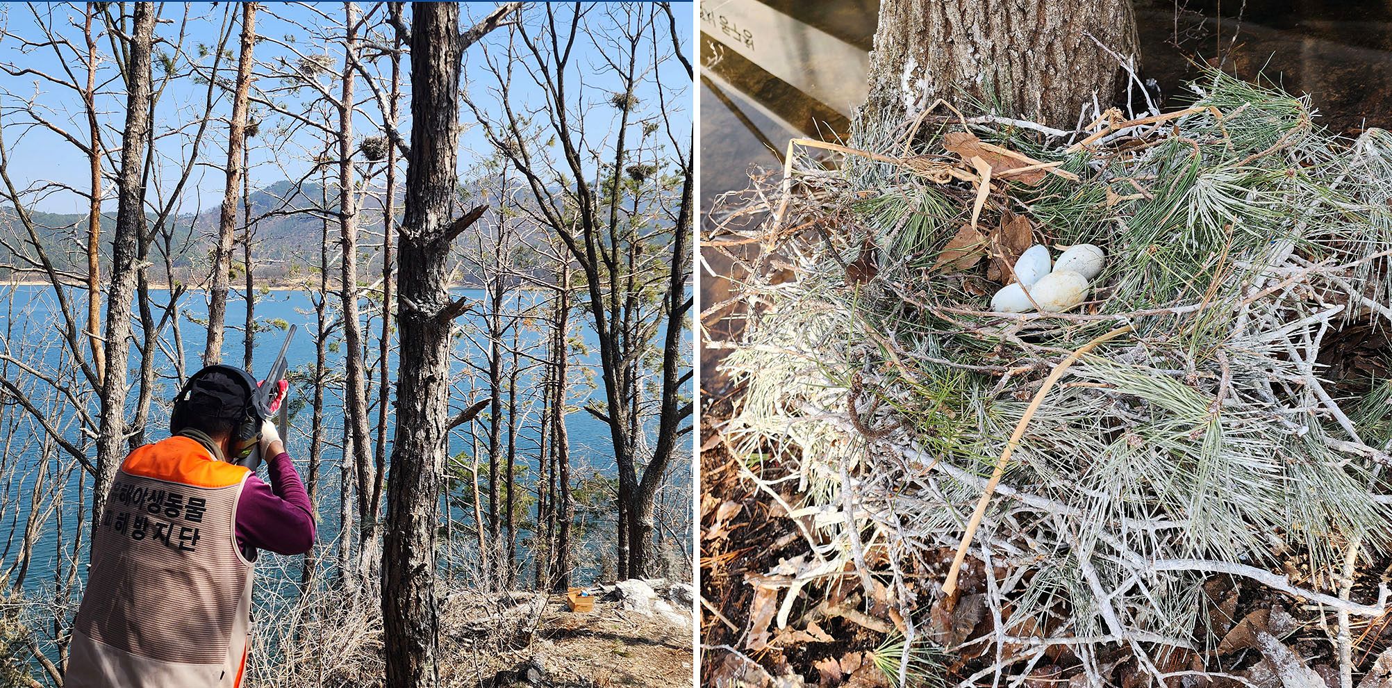 2025년 3월 대전시 동구 관동묘려 인근 민물가마우지에 대한 총기포획이 이뤄지고 있다(왼쪽 사진). 오른쪽 사진은 2024년 2월 치유의숲 둥지 제거 작업 당시 발견된 민물가미우지 둥지와 알. 사진 대전시 동구