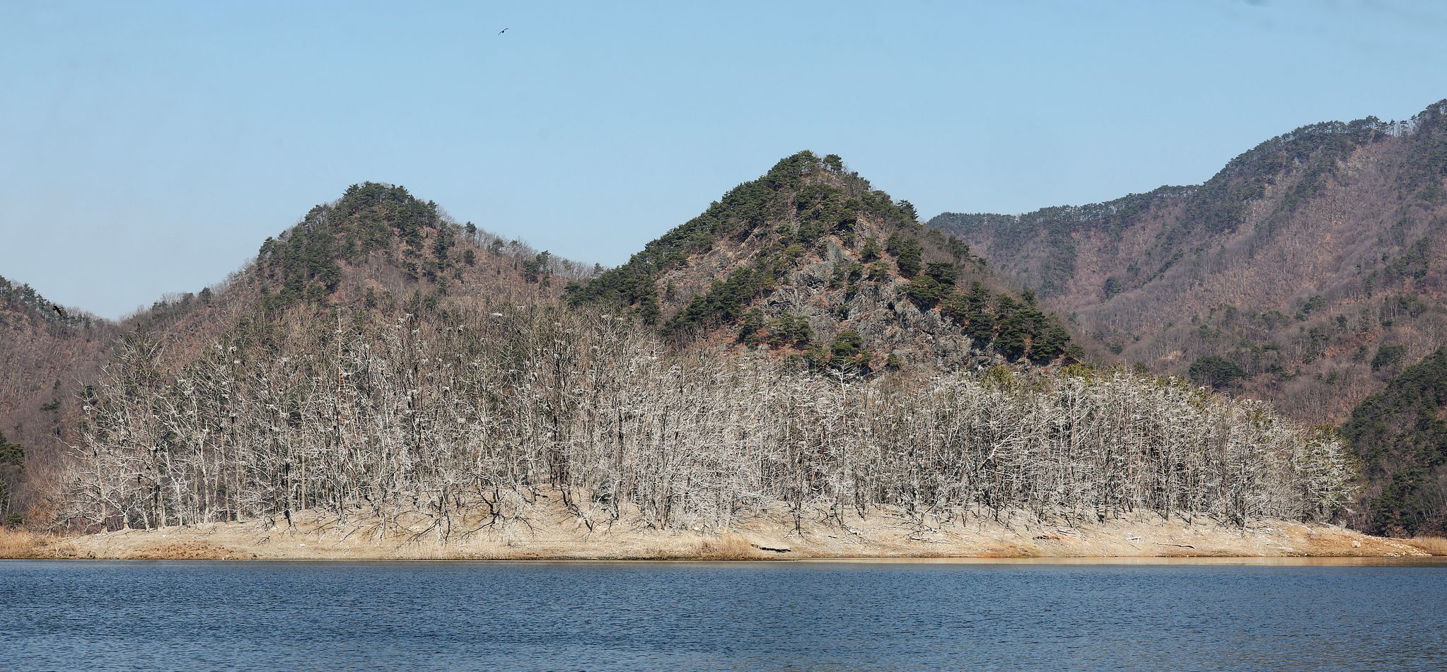민물가마우지 배설물로 백화현상이 나타난 충북 보은군 민물가마우지 서식지. 