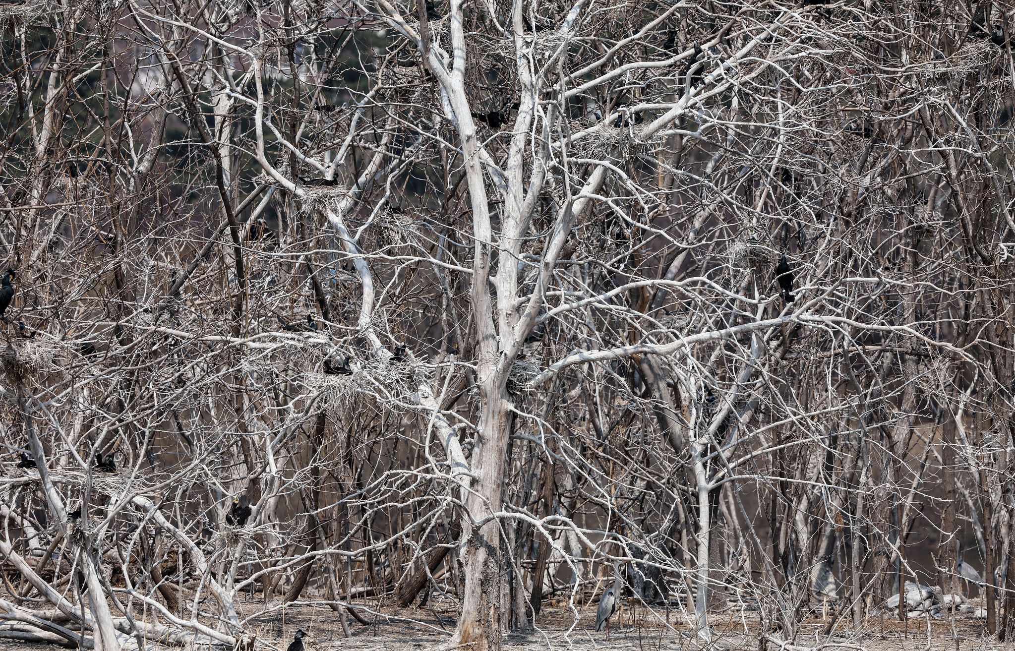 민물가마우지 배설물로 나무 전체가 하얗게 변했다. 