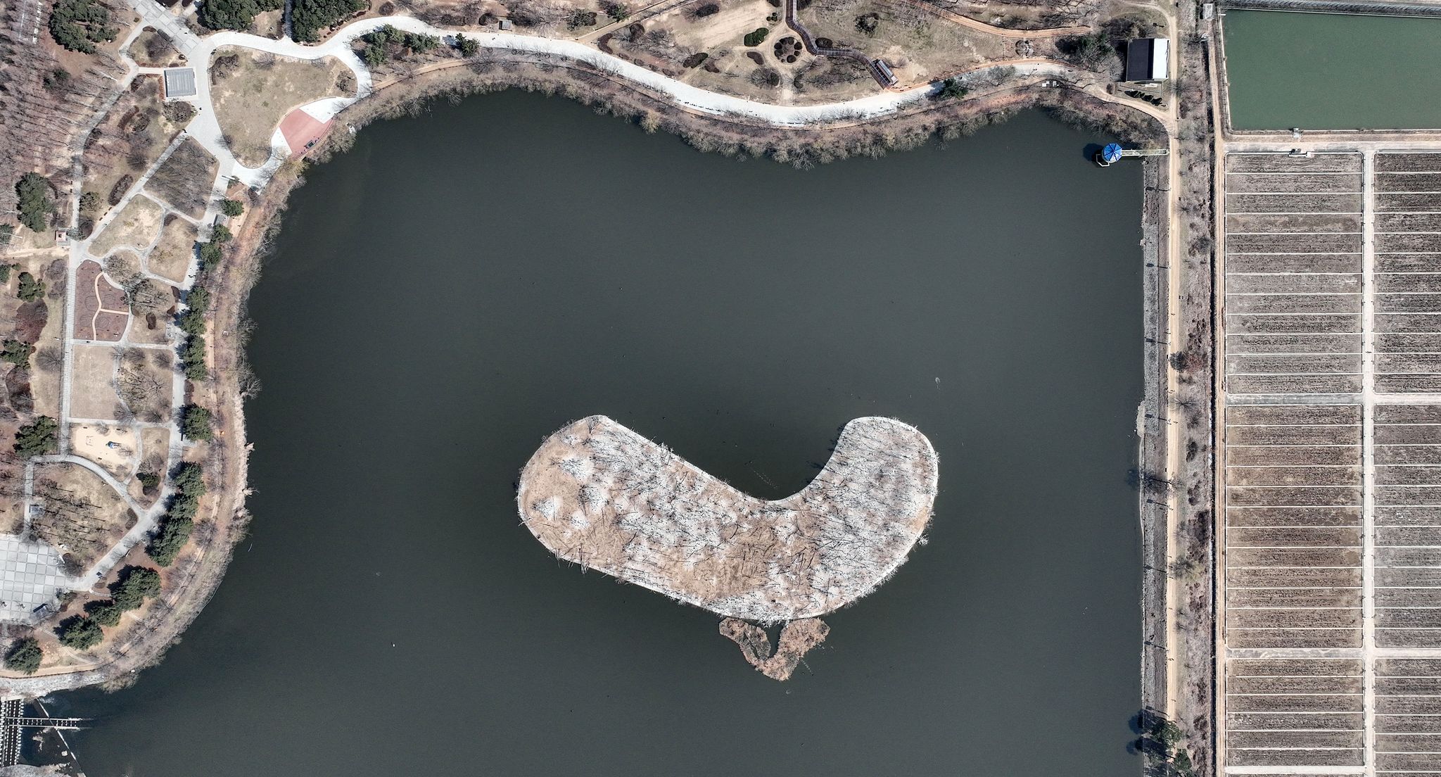 경기도 수원시 팔달구 서호공원(축만제) 인공섬이 민물가마우지 배설물로 하얗게 보인다. 