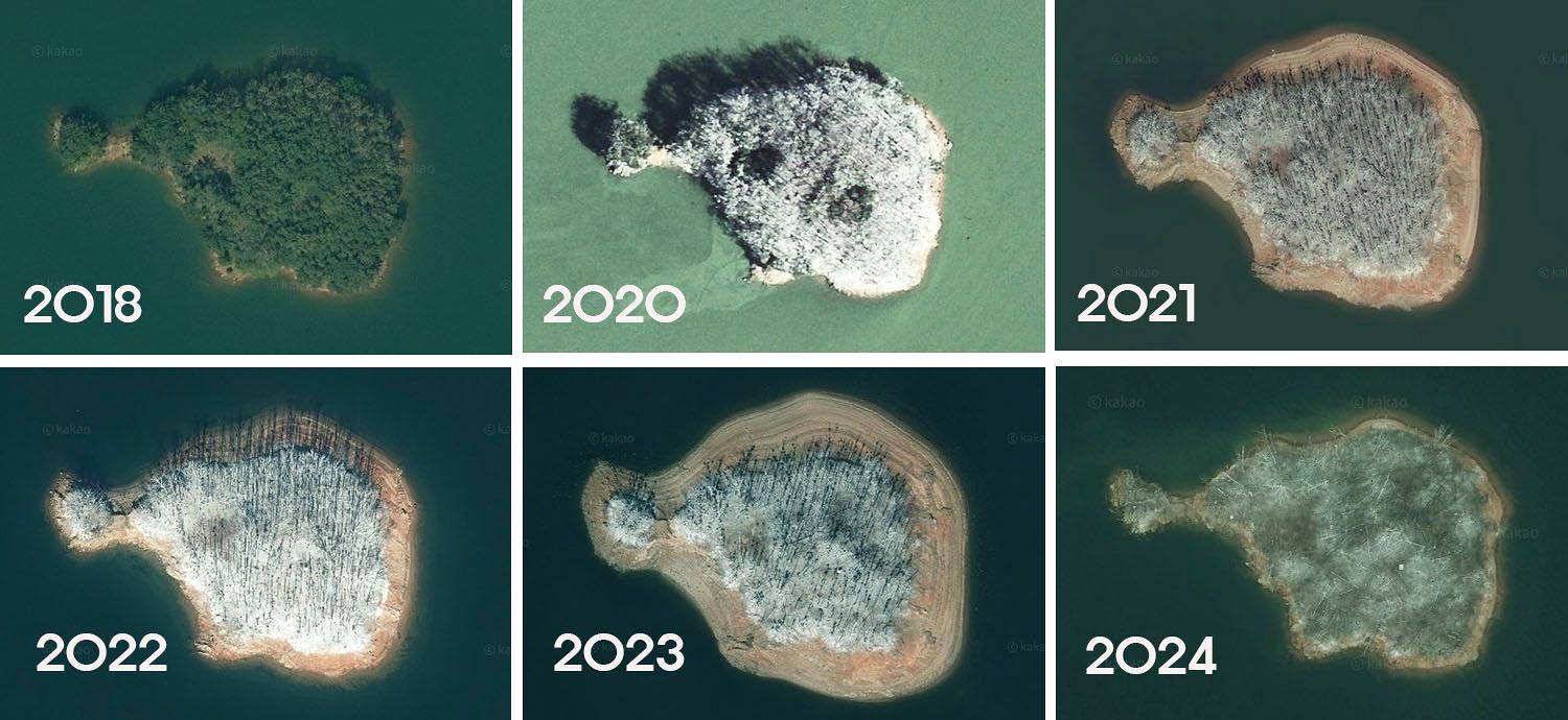 2018년부터 2024년(2019년 위성사진 없음)까지 대청호 고래섬 위성사진. 2018년 푸르던 고래섬은 2020년부터 서서히 민물가마우지 배설물이 쌓이면서 2024년 대부분 나무들이 고사한 모습이다. 사진 카카오맵